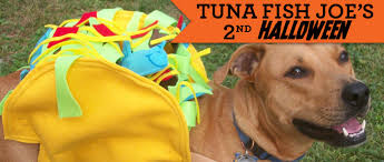 Check spelling or type a new query. Zinggia Tuna S Taco Delight Handmade Halloween Dog Costume Zinggia