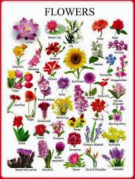 Epingle Par Norma Chavez Sur Idioma Vocabulaire Anglais Apprendre L Anglais Noms De Fleurs