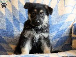 Fees for german shepherd dogs and puppies adopted from a gsd rescue vary but you can always find out by doing online research or by calling or emailing the gsd rescue organization for more information. Blue German Shepherd Puppies For Sale In Pa Pets Lovers