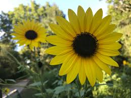 Nov 21, 2017 · wax begonia can be very tricky to grow from seed. 5 Facts About Sunflowers Explore Texas