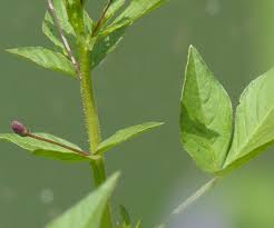 Image result for Cleome rubella