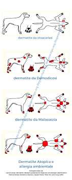 Maybe you would like to learn more about one of these? Dermatite Atopica Nel Cane Tutto Quello Che C E Da Sapere Regeneraps