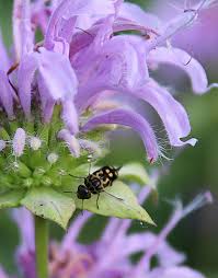 Image result for Sida dregei