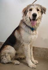 Most people know the mix as the shepnees! View Ad German Shepherd Dog Great Pyrenees Mix Dog For Adoption Near California Santa Clarita Usa Adn 1040730
