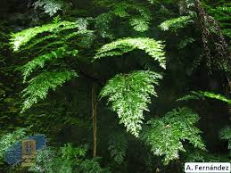 Image result for Vandenboschia gigantea