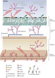 Image result for Mycobacteria