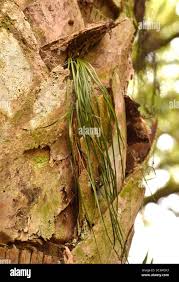 Image result for Vittaria