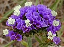 Image result for Limonium