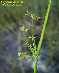 Image result for Cyperus haspan