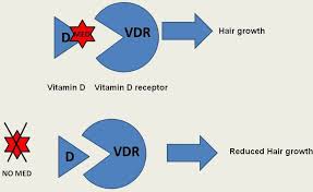 Usually, those with vitamin d when exposed to sunshine, your skin synthesizes vitamin d3 sulfate. More Pieces To The Vitamin D Puzzle Donovan Hair Clinic