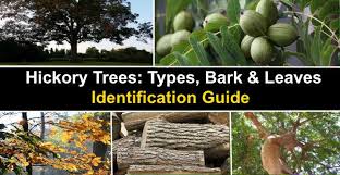 Start studying tree identification using bark. Hickory Trees Types Bark Leaves Identification Guide Pictures