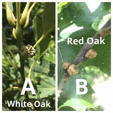 Image result for white oak leaf