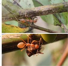 Image result for Oxyrhachis