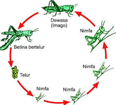 Hemimetabola (metamorfosis tidak sempurna) pada hemimetabolisme, perkembangan nimfa berlangsung pada fase pertumbuhan berulang dan ekdisis (pergantian kulit), fase ini disebut instar. Pengertian Dan Jenis Metamorfosis Sempurna Dan Tidak