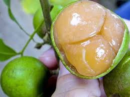 Pin On Fruits Cones And Seeds Fruits Et Graines