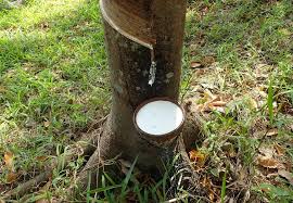 The tropical rainforest contains more species of plants than any other biome. What Is Sustainable Natural Rubber The Yokohama Rubber Co Ltd