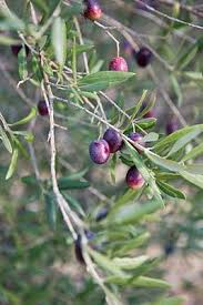 Olive Picking Near Eygalieres Potted Olive Tree Olive Tree Fruit Plants