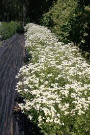 Image result for Feverfew