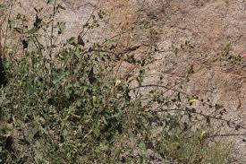 Image result for Hibiscus engleri