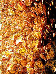A Carpet Of Monarchs Monarch Butterfly Monarch Butterfly Migration Butterfly Sanctuary