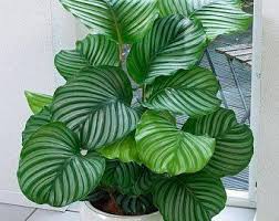 50pcs Philodendron Gloriosum Seeds Bonsai Rare Ornamental Etsy Plants Inside Plants Indoor Plants