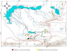 The defense of the PhD dissertation_" Study of the phenetic diversity and biological variability of acclimatized and cultured herds of fish Oncorhynchus mykiss  in the Balkhash basin 