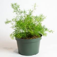 Image result for Asparagus schroederi