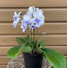 Image result for Streptocarpus erubescens