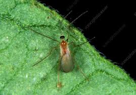 Image result for Micrargeriella