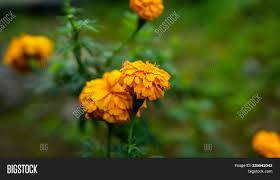Bunga tahi ayam in english. Close View West Indian Image Photo Free Trial Bigstock
