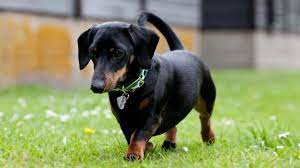 Dachshund Toy Miniature Standard Price Temperament Life Span
