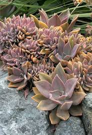 Check spelling or type a new query. 13 Best Graptoveria Fred Ives Ideas Planting Succulents Succulents Plants
