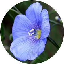 This is one of my favourite photos. 41 Types Of Blue Flowers Proflowers Blog