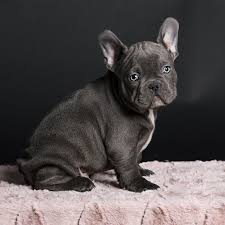 French bulldog is a dog that normally eats well, although usually has several eating disorders. 10 Best Fruits That Your French Bulldog Needs To Eat