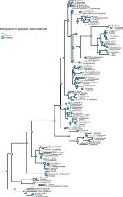 Image result for Elatostema monticola