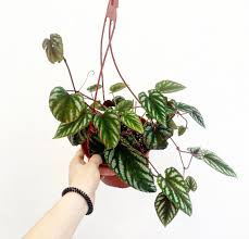 Image result for Cissus