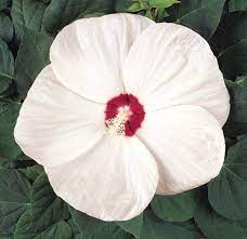 Pin On Hardy Hibiscus
