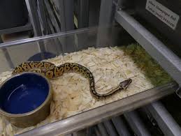I am a breeder of fennec fox, servals, bushbabies, bennetts walllabies and large spot and melanistic genets. How Do Exotic Animals End Up In Pet Stores Bc Spca