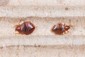 Is there anyone that maybe able to help me identify it? What Bed Bugs Look Like And Helpful Advice Terminix