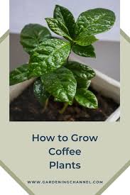 Liquid coffee can also be used to water a compost pile that has become too dry. How To Grow Your Own Coffee Plant At Home