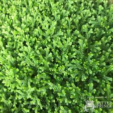 Image result for Selaginella perpusilla