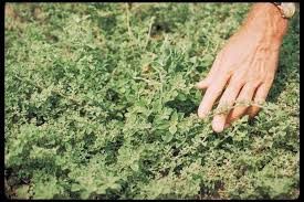 Image result for Galenia