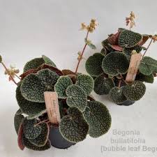Image result for Begonia elaeagnifolia