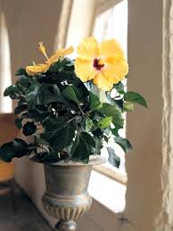 It can reach five feet tall by the end of summer. How To Grow Tropical Plants Indoors Hgtv