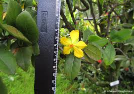 Image result for Ochna kirkii