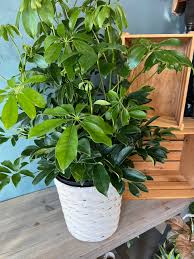 Image result for Schefflera