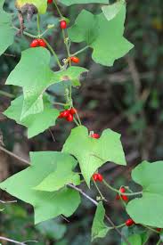 Image result for Cayaponia