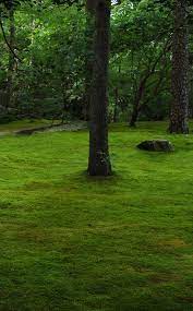 How To Grow Moss Moss And Stone Gardens Blog Best Detailed Info Do Not Use Buttermilk Or Beer Garden Stones Lawn And Garden Moss Lawn