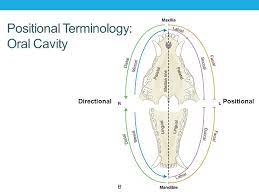 Pin On Veterinary Technician Tips Education