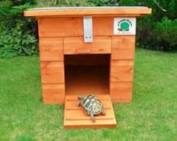 When they hatch, they measure about an inch long and grow to be around eight to ten inches at most, making them very manageable. Why A Tortoise Is A Perfect Pet They Don T Need Walking Children Adore Them And They Ll Be With You For Generations But Before You Shell Out Read These Tortoise Tips Daily